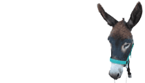 Terra dei Ciuchi